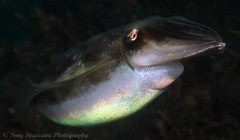Sepia plangon