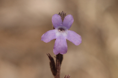 Verbena plicata