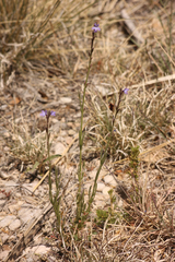 Verbena plicata