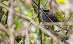 Silvicultrix frontalis