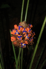 Goeppertia altissima