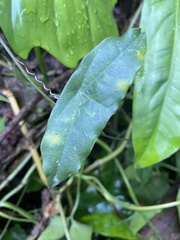 Passiflora sexocellata image