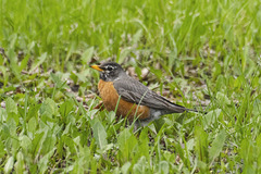 Turdus migratorius