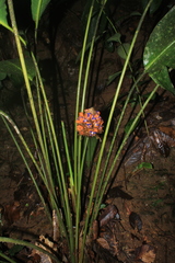 Goeppertia altissima