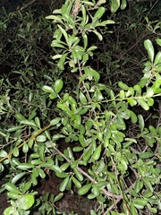Pyracantha fortuneana