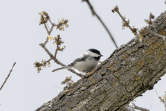 Poecile atricapillus