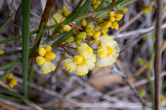 Acacia stenoptera