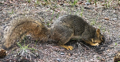Sciurus niger