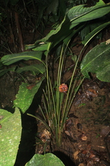 Goeppertia altissima