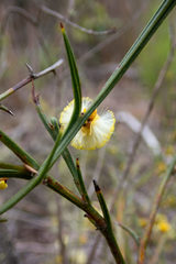 Acacia stenoptera