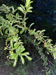 Pyracantha fortuneana