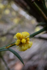 Acacia stenoptera