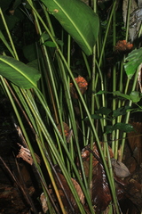 Goeppertia altissima