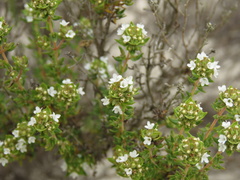 Thymus capitellatus