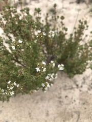 Thymus capitellatus