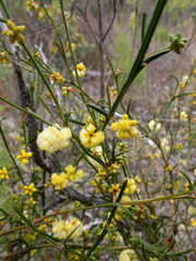 Acacia stenoptera