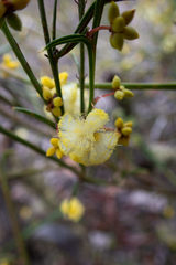 Acacia stenoptera