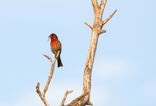 iNaturalist observation photo of House Finch