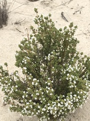 Thymus capitellatus