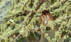 Glaucidium jardinii