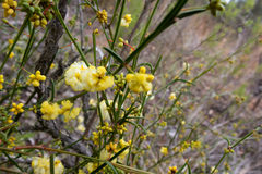 Acacia stenoptera