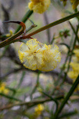 Acacia stenoptera
