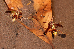 Polistes stigma