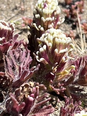 Castilleja exserta exserta