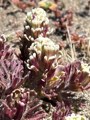 Castilleja exserta exserta