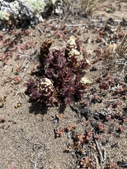 Castilleja exserta exserta