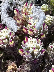 Castilleja exserta exserta