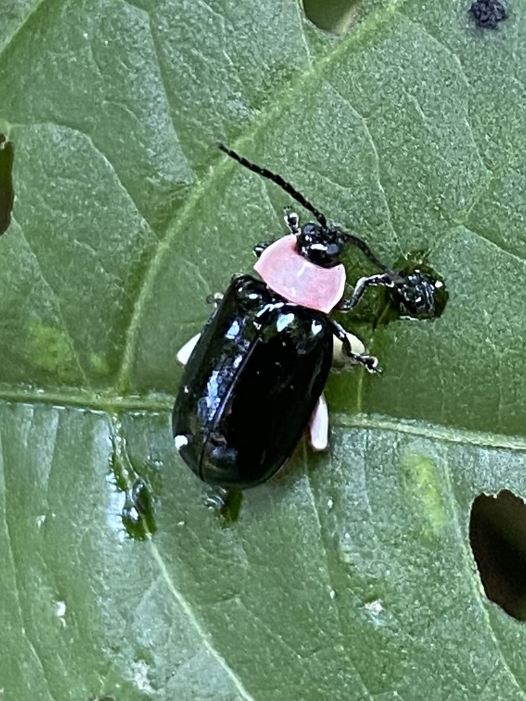 Asphaera reichei