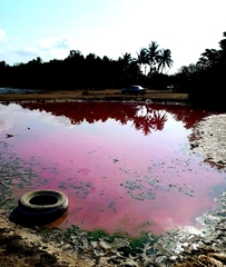 Archaea