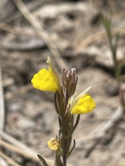 Castilleja lasiorhyncha