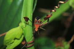 Anisoscelis hymenipherus