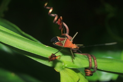 Anisoscelis hymenipherus