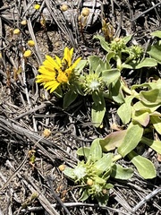 Grindelia stricta platyphylla