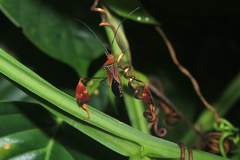 Anisoscelis hymenipherus