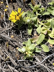 Grindelia stricta platyphylla