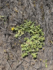 Grindelia stricta platyphylla