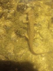 Lissotriton helveticus