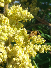 Parhelophilus