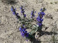Penstemon acuminatus