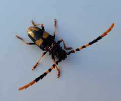 Dendrobias mandibularis mandibularis