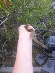 Elapognathus coronatus