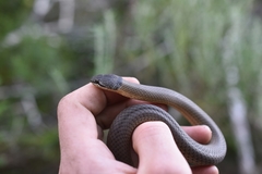 Elapognathus coronatus