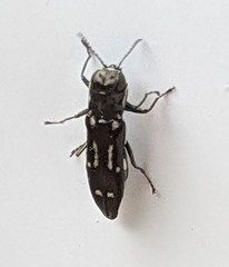 Agrilus obsoletoguttatus