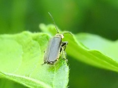 Atalantycha dentigera