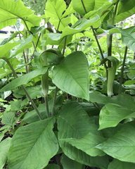 Arisaema triphyllum