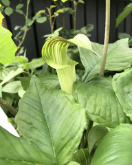 Arisaema triphyllum